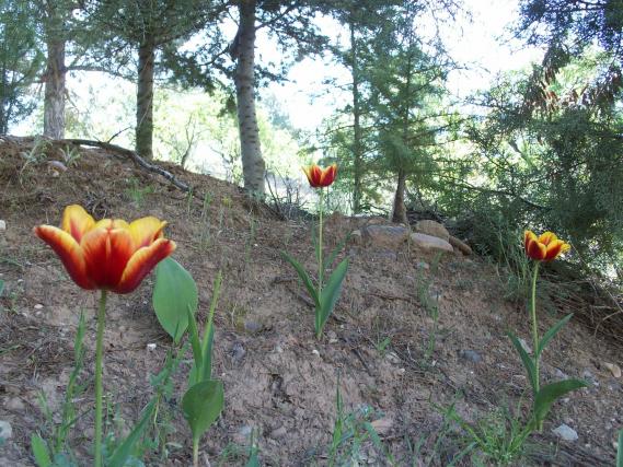 Name:  100_0341.jpg
Views: 2742
Size:  71.1 KB