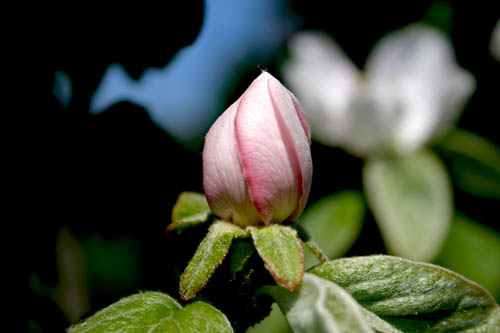Name:  ayva_2.jpg
Views: 1845
Size:  44.2 KB