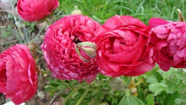 Name:  pembe akayklar.jpg
Views: 5424
Size:  41.8 KB