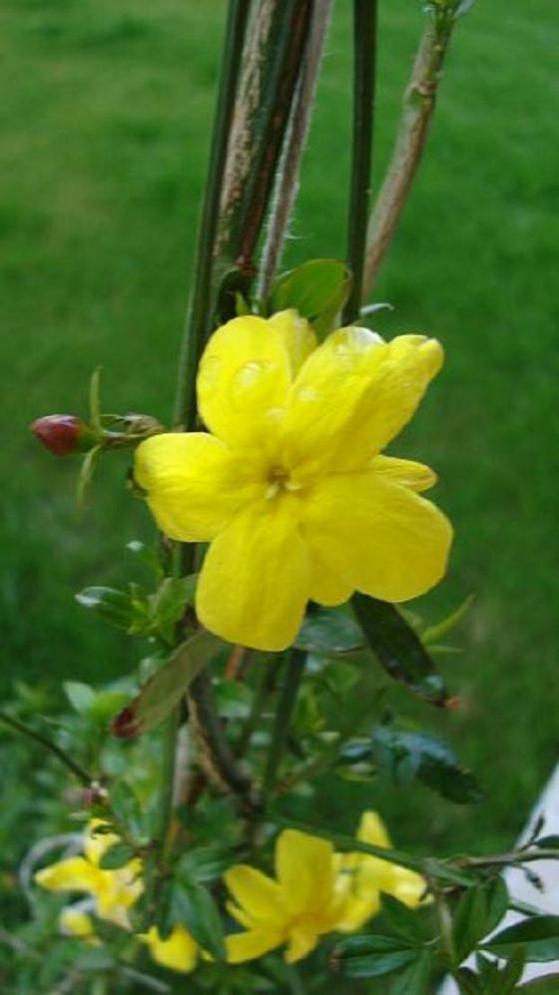 Name:  sar yasemin.jpg
Views: 4485
Size:  50.1 KB