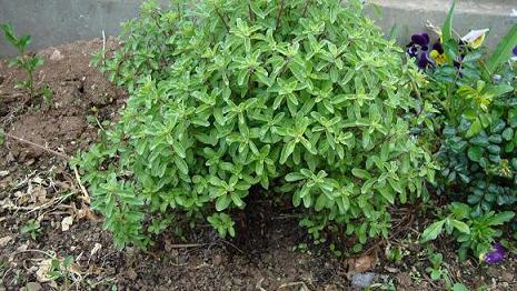 Name:  mercankk.JPG
Views: 7205
Size:  67.8 KB