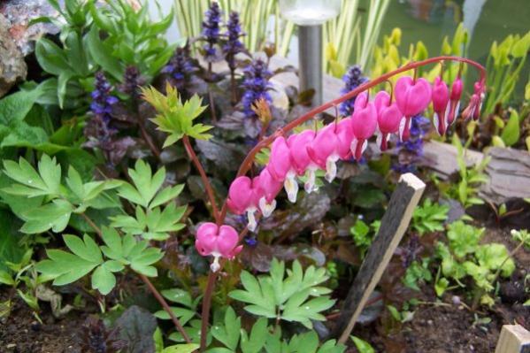 Name:  dicentra.jpg
Views: 2096
Size:  50.5 KB