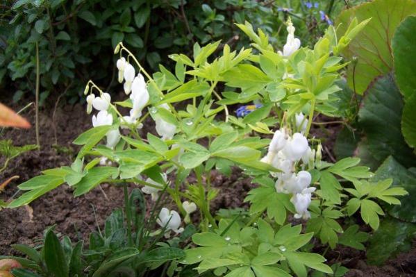 Name:  dicentra-beyaz.jpg
Views: 2045
Size:  49.8 KB