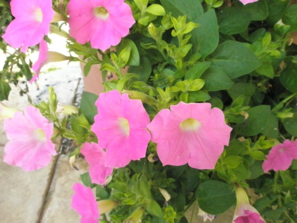 Name:  P4300670 (600 x 450).jpg
Views: 1178
Size:  66.3 KB
