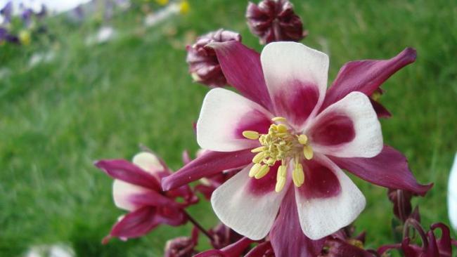 Name:  Haseki kpesi2.jpg
Views: 2496
Size:  30.5 KB