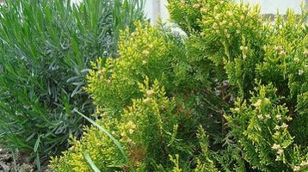 Name:  Lavandula.jpg
Views: 2721
Size:  38.2 KB