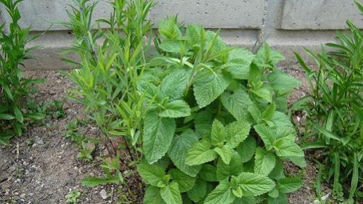 Name:  kolonya iei.jpg
Views: 5097
Size:  40.4 KB