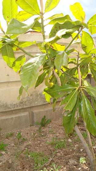 Name:  Manolya.JPG
Views: 2297
Size:  65.6 KB