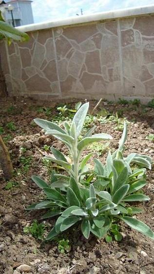 Name:  salvia.JPG
Views: 2333
Size:  67.9 KB