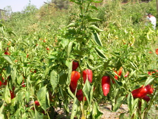 Name:  biber1.jpg
Views: 6969
Size:  60.6 KB