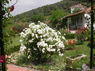 Name:  bahce2.jpg
Views: 10782
Size:  29.5 KB
