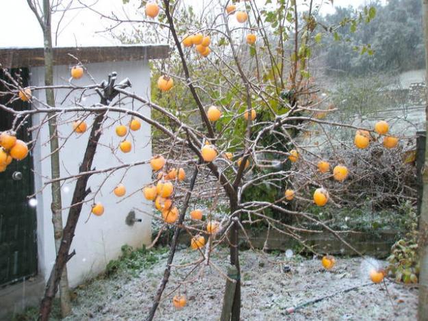 Name:  hurma.jpg
Views: 9630
Size:  71.9 KB