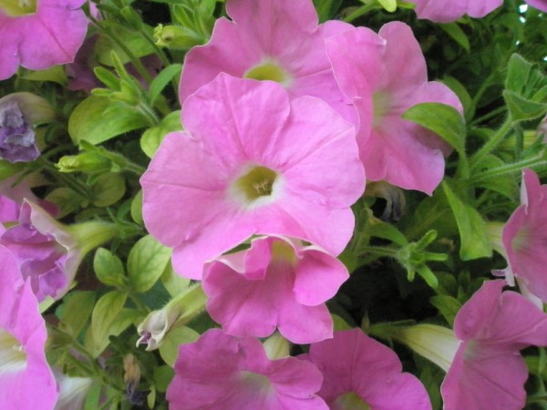 Name:  P5100773 (600 x 450).jpg
Views: 1062
Size:  65.4 KB