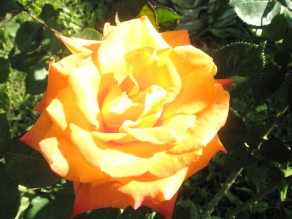Name:  P5100778 (600 x 450).jpg
Views: 1272
Size:  63.3 KB