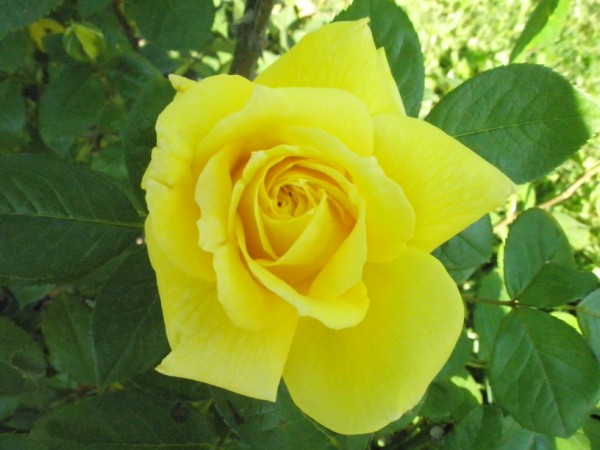 Name:  P5100782 (600 x 450).jpg
Views: 1304
Size:  57.5 KB