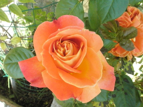 Name:  P5100783 (600 x 450).jpg
Views: 1262
Size:  67.9 KB