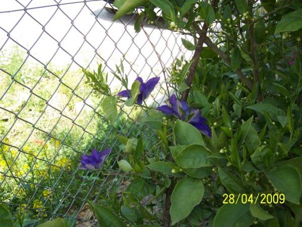 Name:  nisan09 042.jpg
Views: 2231
Size:  60.9 KB