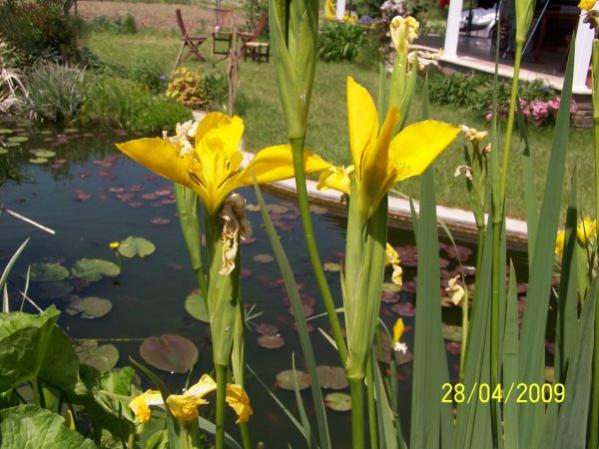 Name:  sari bat sus.jpg
Views: 2616
Size:  49.5 KB