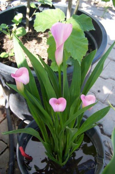 Name:  pembe calla.jpg
Views: 2104
Size:  40.7 KB
