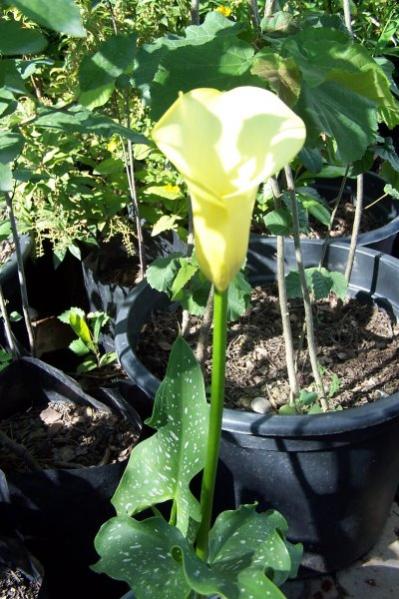 Name:  sar calla.jpg
Views: 2250
Size:  54.5 KB