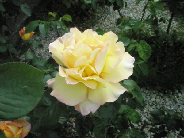 Name:  P5130815 (600 x 450).jpg
Views: 895
Size:  62.4 KB