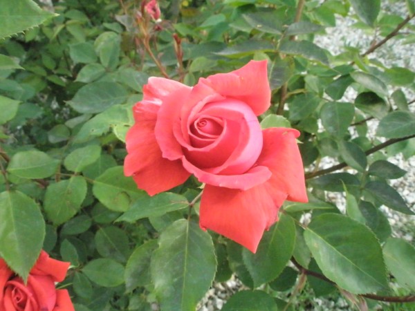 Name:  P5130811 (600 x 450).jpg
Views: 842
Size:  68.5 KB