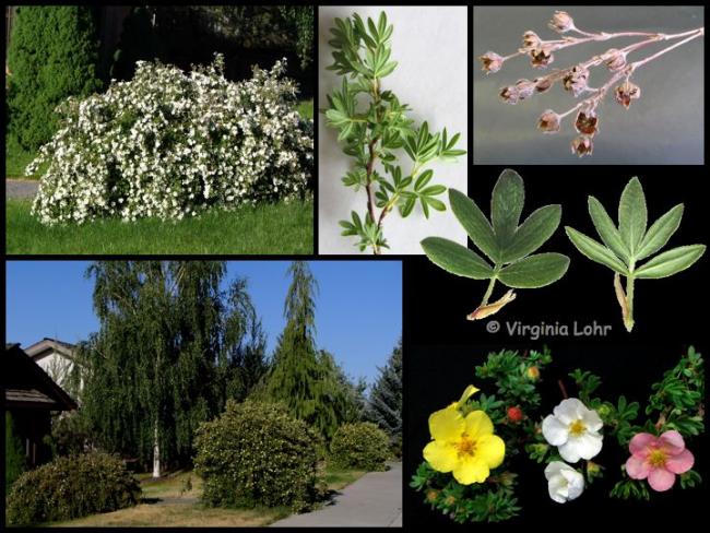 Name:  potentilla.jpg
Views: 978
Size:  67.8 KB
