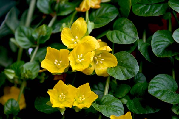 Name:  005.jpg
Views: 2548
Size:  61.6 KB