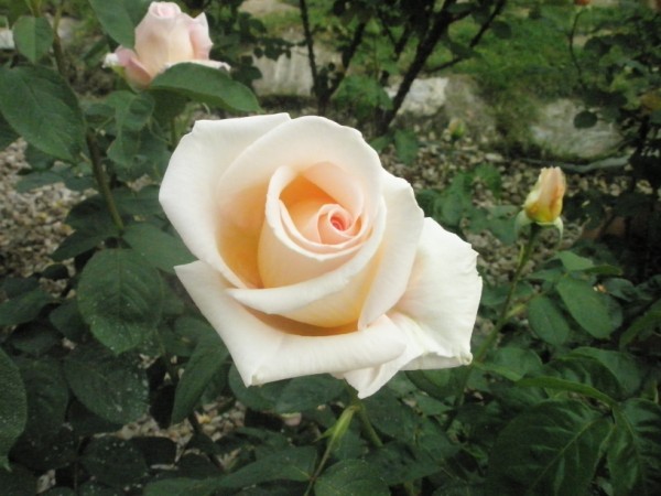 Name:  P5160991 (600 x 450).jpg
Views: 876
Size:  63.5 KB