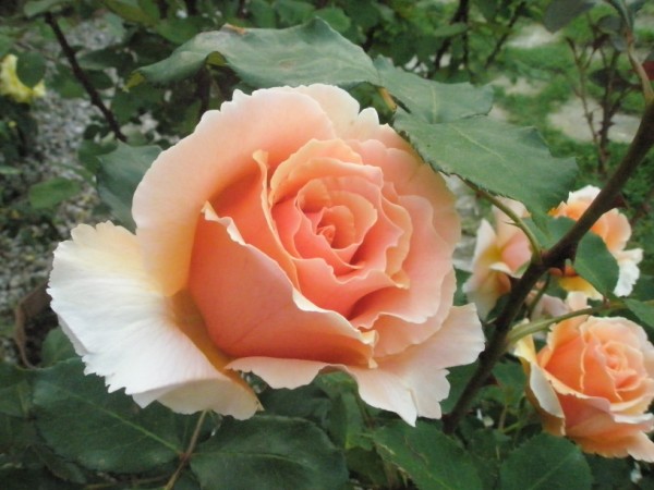 Name:  P5160966 (600 x 450).jpg
Views: 901
Size:  63.9 KB