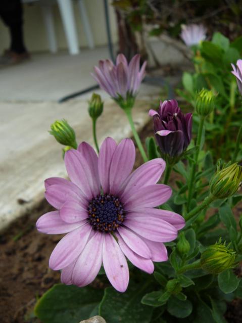 Name:  P1080928.jpg
Views: 1935
Size:  36.4 KB
