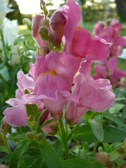 Name:  P1090110.jpg
Views: 1876
Size:  40.3 KB