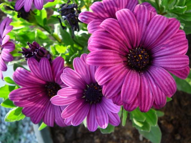 Name:  P1090134.jpg
Views: 2039
Size:  53.1 KB