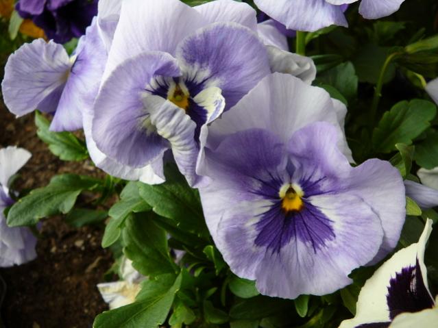 Name:  P1080990.jpg
Views: 1838
Size:  44.5 KB