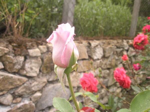 Name:  P5201063 (600 x 450).jpg
Views: 1127
Size:  61.5 KB