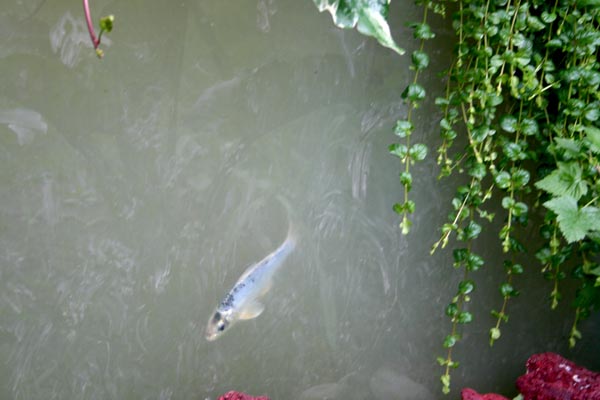 Name:  009.JPG
Views: 1922
Size:  57.1 KB