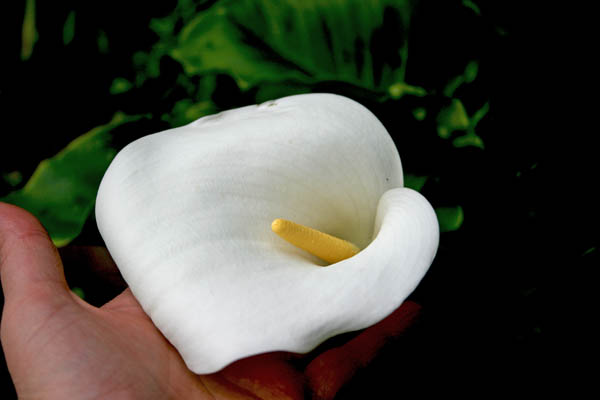 Name: 003.JPG
Views: 2071
Size: 40.7 KB