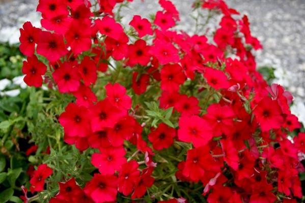 Name:  019.jpg
Views: 2951
Size:  42.0 KB