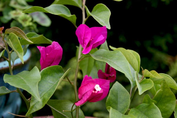 Name:  022.JPG
Views: 2035
Size:  66.1 KB