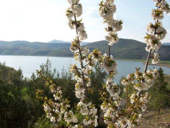 Name:  100_0228 (600 x 450).jpg
Views: 2119
Size:  46.6 KB