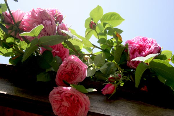 Name:  024.JPG
Views: 1837
Size:  69.0 KB