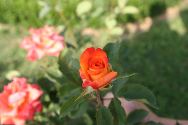 Name:  IMG_5844 (600 x 400).jpg
Views: 1064
Size:  40.6 KB