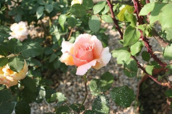 Name:  IMG_5855 (600 x 400).jpg
Views: 1101
Size:  42.1 KB