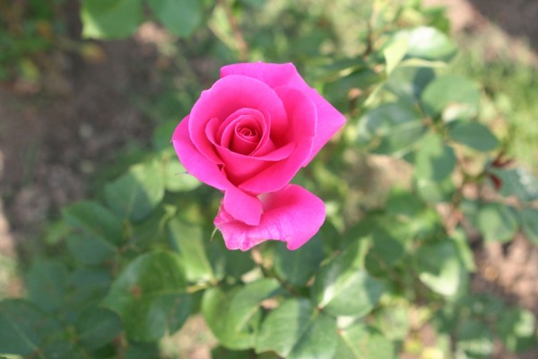 Name:  IMG_5864 (600 x 400).jpg
Views: 1100
Size:  44.5 KB
