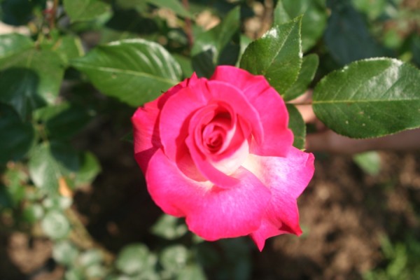 Name:  IMG_5872 (600 x 400).jpg
Views: 1097
Size:  45.9 KB