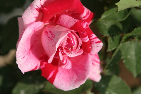 Name:  IMG_5879 (600 x 400).jpg
Views: 1068
Size:  44.3 KB