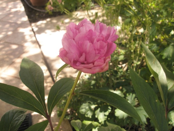 Name:  P5231079 (600 x 450).jpg
Views: 1046
Size:  66.3 KB