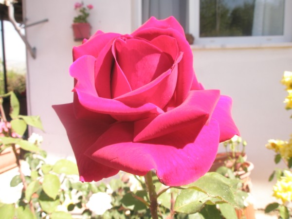 Name:  P5231078 (600 x 450).jpg
Views: 1252
Size:  54.0 KB