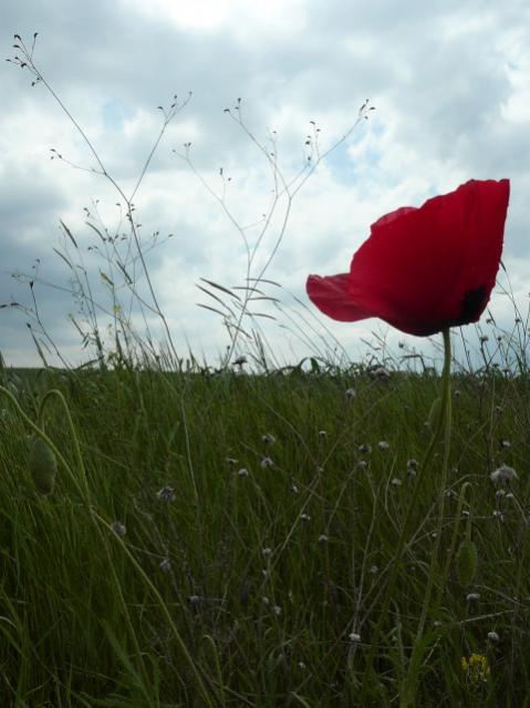 Name:  P1090161.jpg
Views: 1796
Size:  40.4 KB