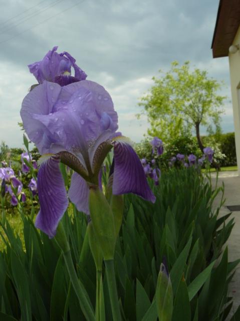 Name:  P1090181.jpg
Views: 1716
Size:  35.5 KB